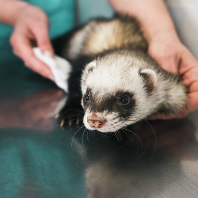 Miscellaneous health problems in ferrets