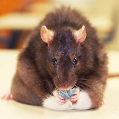 Mice and rats: miscellaneous health problems