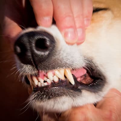 Dental disease in your dog