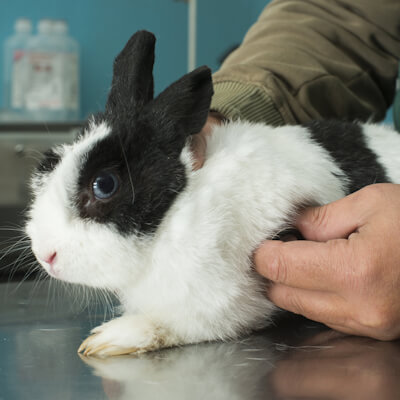 Giving your rabbit a health check
