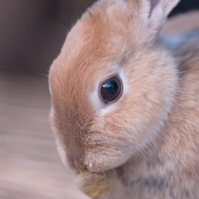 Intestinal obstructions in rabbits