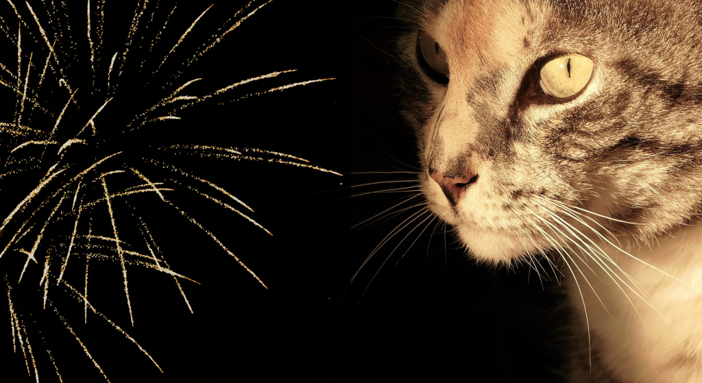 Whizz-bang or whizz-gone? How to help cats cope with fireworks.