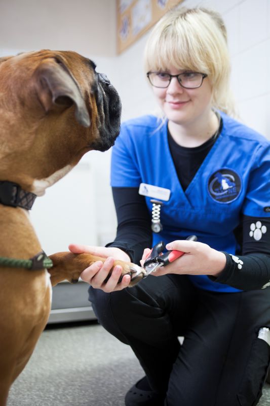 Becky, our lovely student Veterinary Nurse!