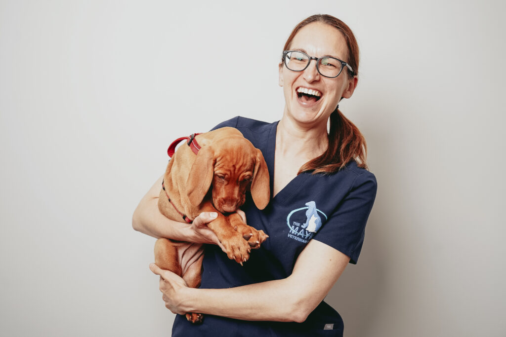 Pet Health Club in Colchester Pet Health Plans Mayne Vets